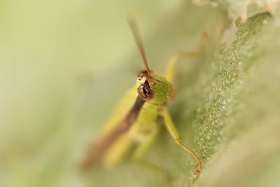 Close-up of insect on leaf