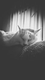 Two cats resting on white surface