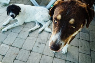 Close-up of dog