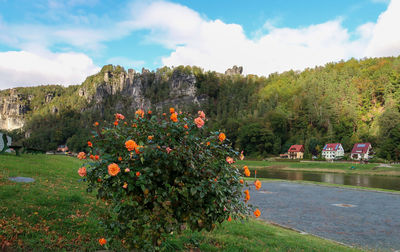 Scenic view of flowering plants by trees against sky