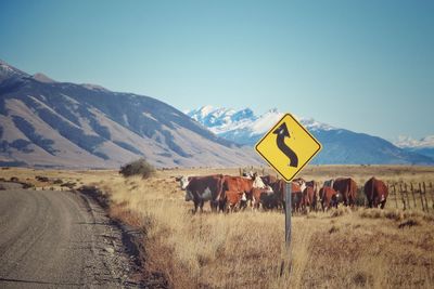 Cows standing in a field