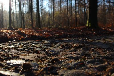 Surface level of trees in forest