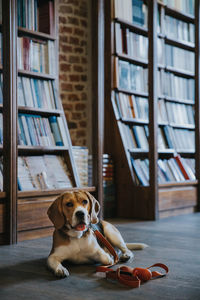 Portrait of dog sitting on floor at home