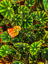 High angle view of fresh green leaves