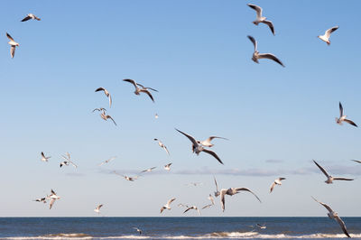 Low angle view of seagulls flying over sea