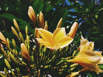 Close-up of yellow flower