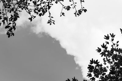Low angle view of tree against sky