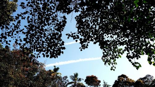 Low angle view of trees against sky