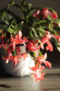 Close-up of red flowering plant