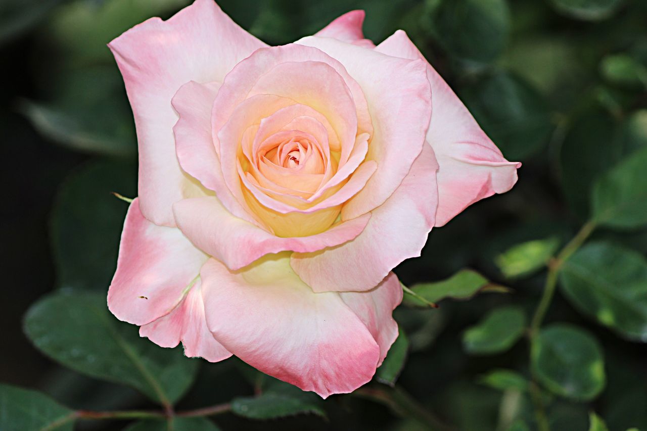 flower, petal, flower head, fragility, freshness, close-up, single flower, beauty in nature, pink color, rose - flower, growth, blooming, focus on foreground, nature, in bloom, rose, single rose, blossom, day, plant