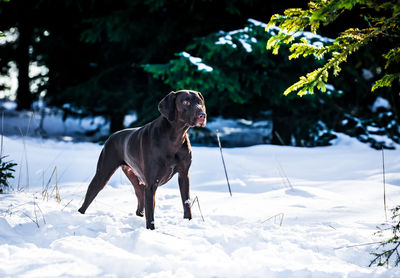 Dog standing on snow covered land