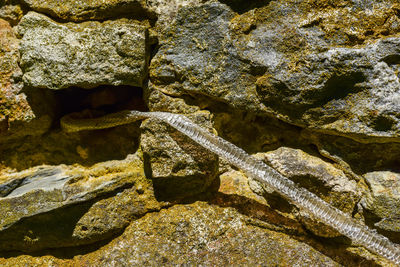 Close-up of lizard on rock