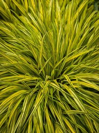 Full frame shot of palm leaf