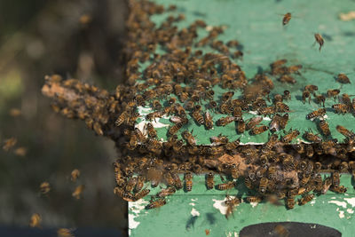 Close-up of insect on rusty metal