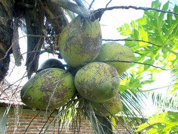 Close-up of fruits on tree