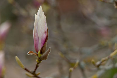 Close-up of pink flower buds