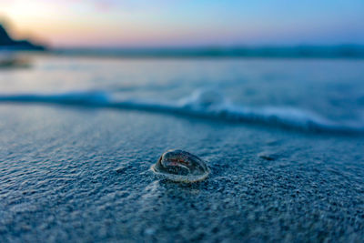 Close-up of gooseberry on beach