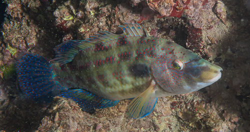 Fish swimming in sea