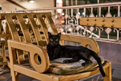 Portrait of cat sitting on seat