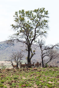 View of tree on field against sky