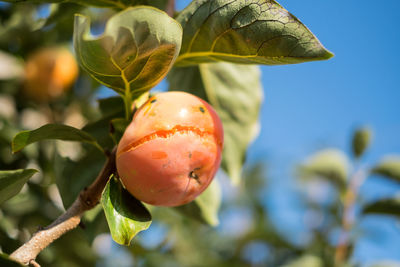 Close-up of fruit on tree