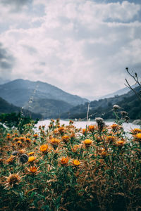 Close-up of flowering plants by mountains against sky