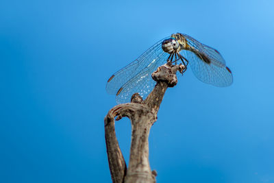 Low angle view of dragonfly on plant against blue sky