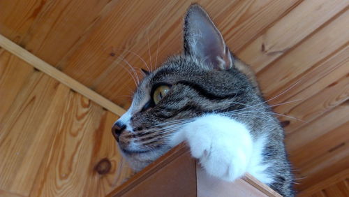 High angle view of cat relaxing on wood