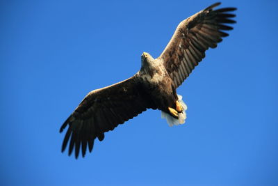 Low angle view of vulture flying against clear sky