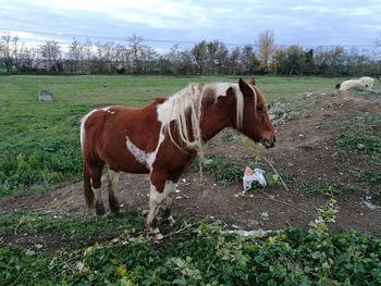 Horse on field against sky