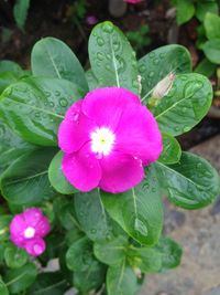 Close-up of pink flowers