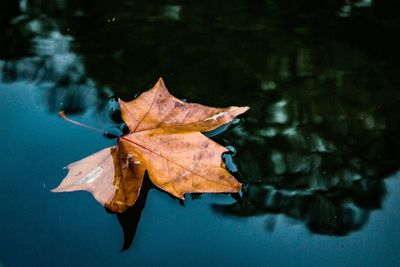 High angle view of dry leaf on water