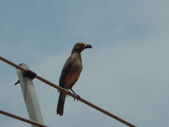 Low angle view of bird perching against clear sky