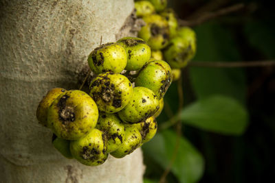 Close-up of fruits growing on tree