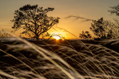 Silhouette of trees on field at sunset