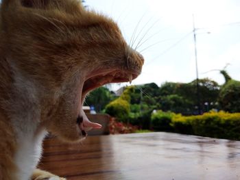 Close-up of cat yawning