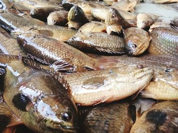 High angle view of fish for sale