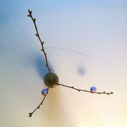Low angle view of twigs