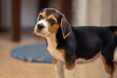 pet