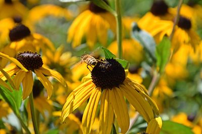 Close-up of honey bee on yellow flower