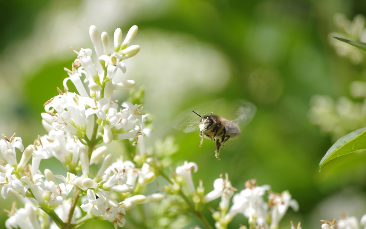 Working in my garden privet privet flowers