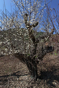 Low angle view of flower tree against clear sky