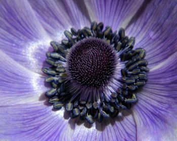 Macro shot of purple flower