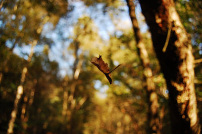 Bird flying in a forest