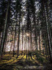 Pine trees in forest against sky