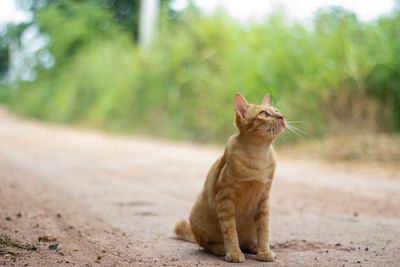 Cat looking away while sitting on road