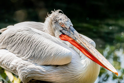 Close-up of pelican