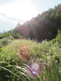 Plants growing on field against sky