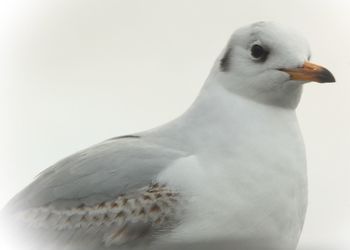 Close-up of seagull perching on white background