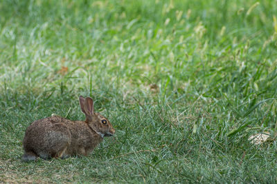 Side view of a hare on field.